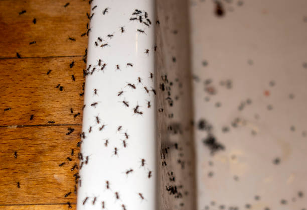 Best Commercial Pest Control Services  in Laguna Niguel, CA