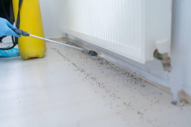 Best Insect Control  in Laguna Niguel, CA