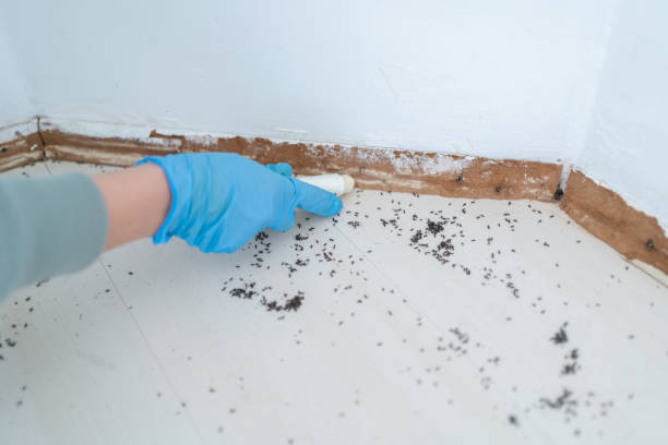Best Wasp Removal Services  in Laguna Niguel, CA